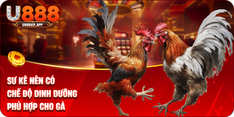 Sư kê nên có chế độ dinh dưỡng phù hợp cho gà